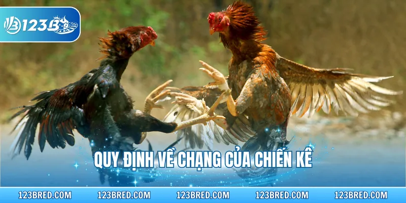 Đá Gà Cựa Sắt – Luật Thi Đấu Và Chiến Thuật Thắng Nhanh 3 Quy định về chạng của chiến kê