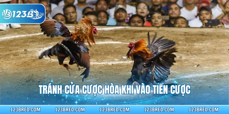 Đá Gà Cựa Sắt – Luật Thi Đấu Và Chiến Thuật Thắng Nhanh 4 Tránh cửa cược hòa khi vào tiền cược